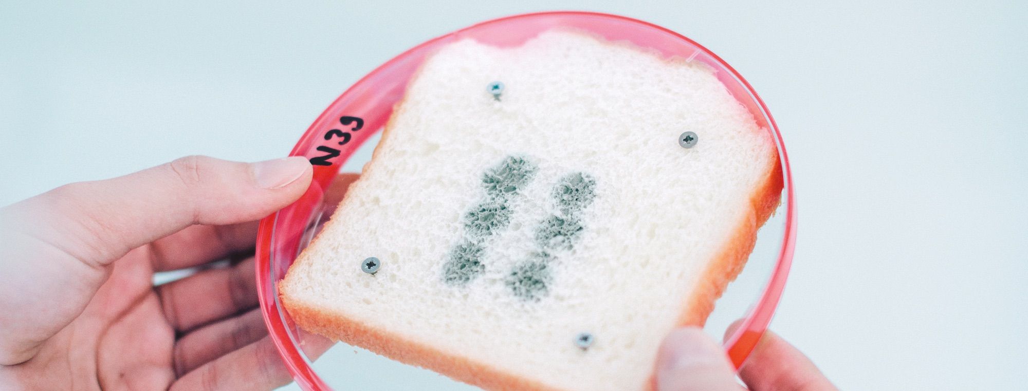 imagen de un pan con moho donde se le puede aplicar un mejorante para conservación del pan