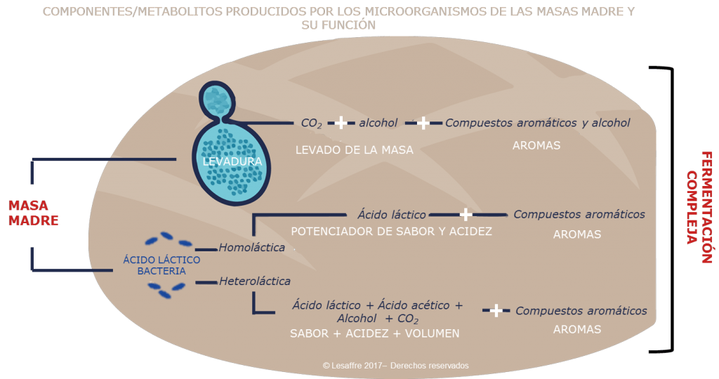 fermentación de la levadura compleja