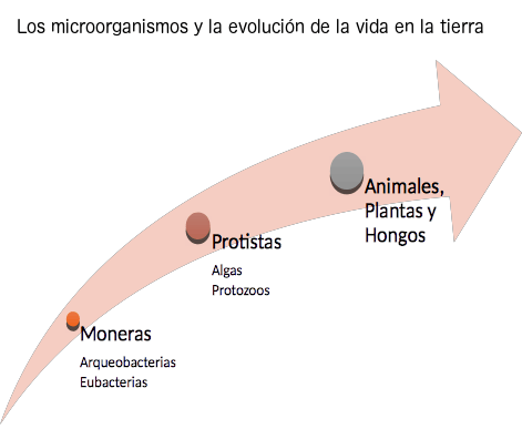 Los microorganismos y la evolución de la vida en la tierra