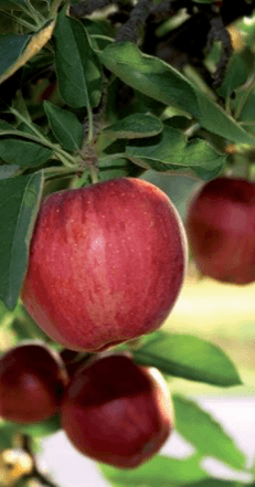 Levaduras nuevos usos en nutrición y salud