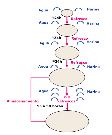 elaboración de la masa madre espontánea o rápida