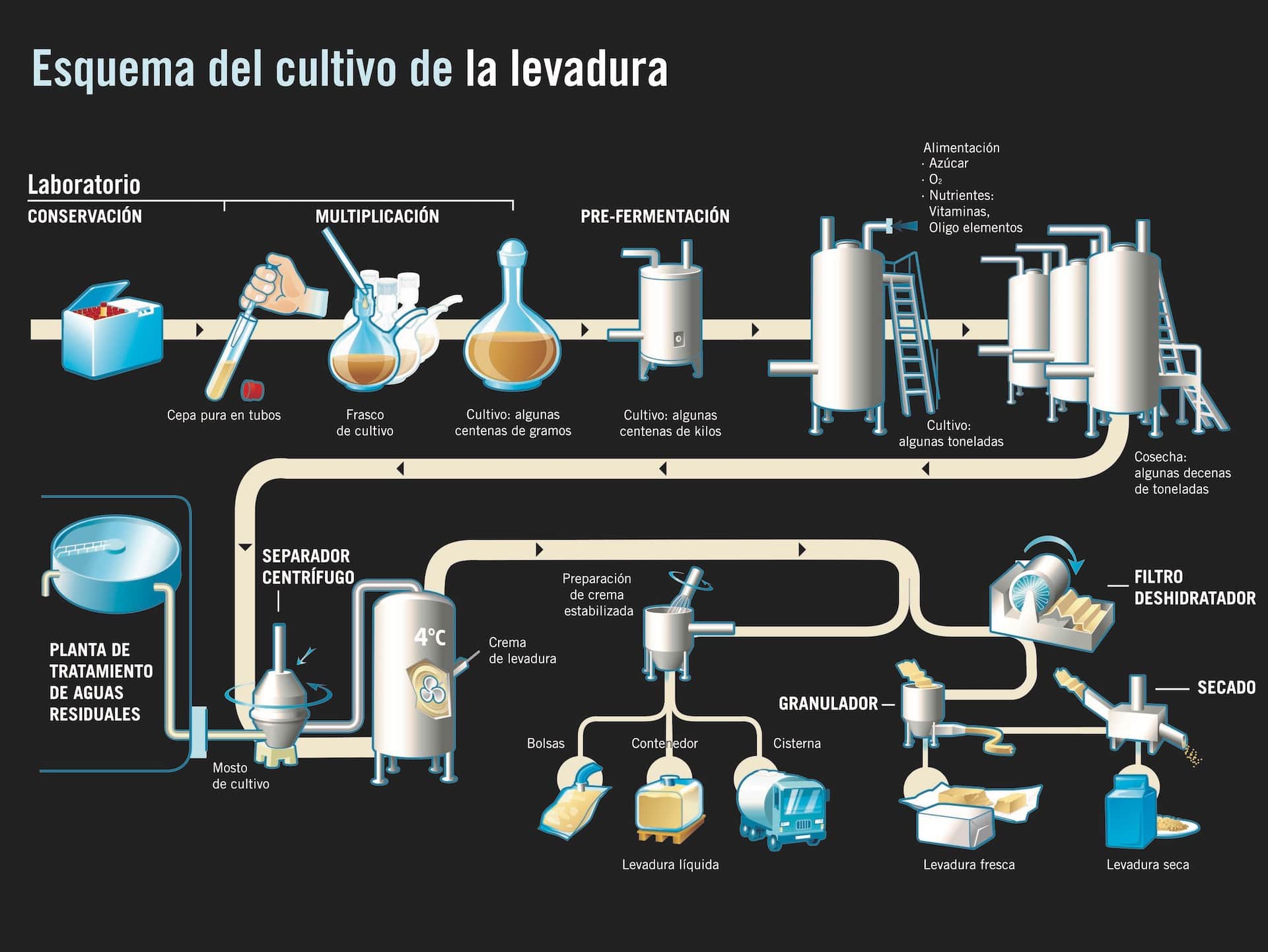 Esquema del cultivo de la levadura