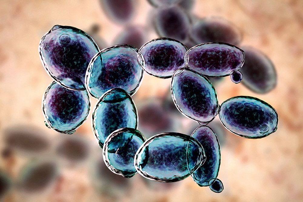 Microorganismos